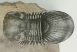 2.6" Paralejurus Trilobite Fossil - Orange Eyes - #189987-4